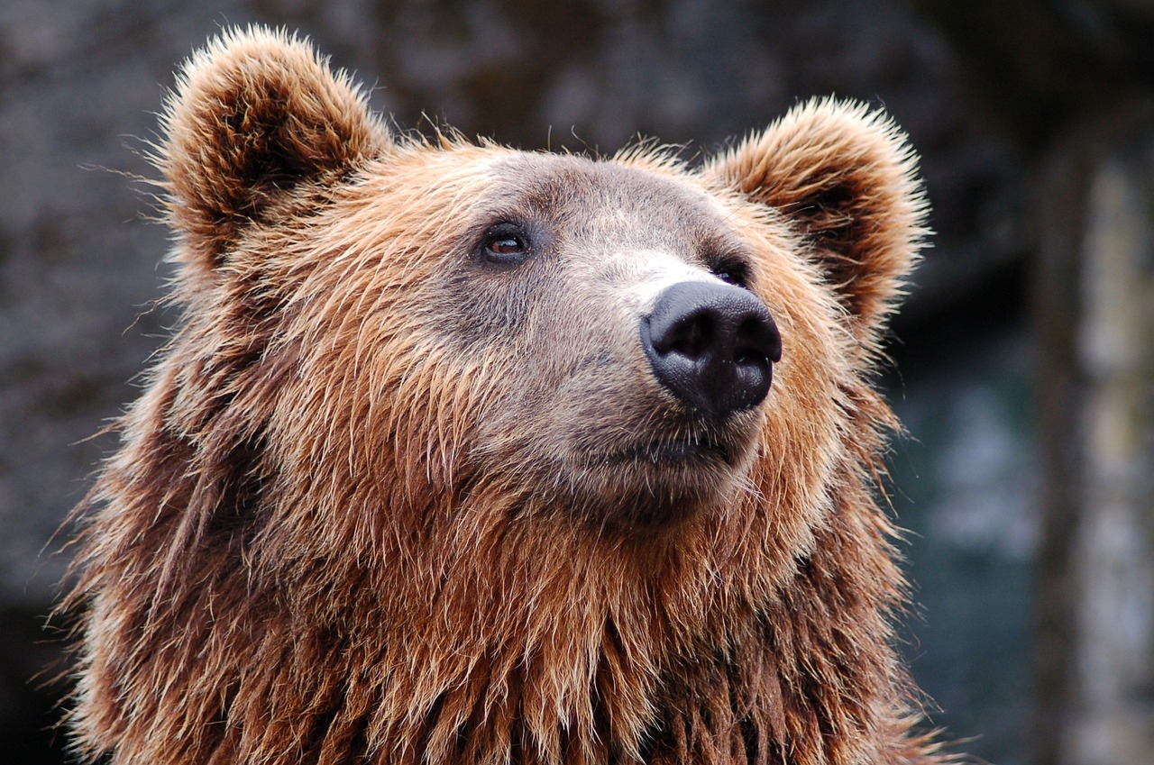 atak niedźwiedzia w Tatrach
